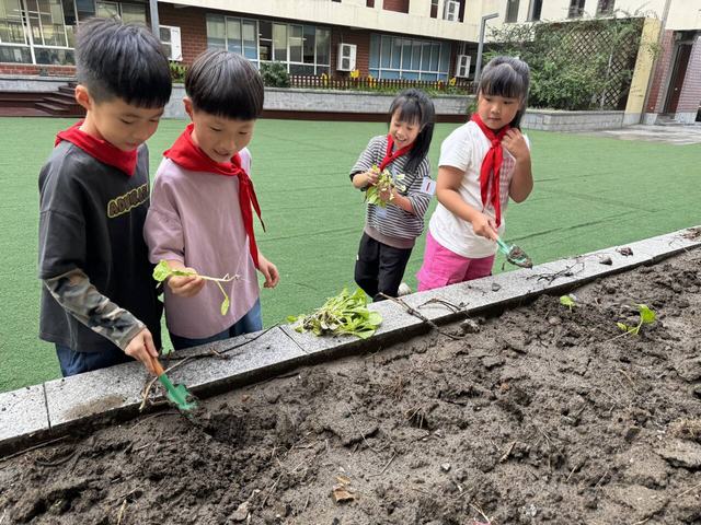 种植3.jpg 种植3.jpg